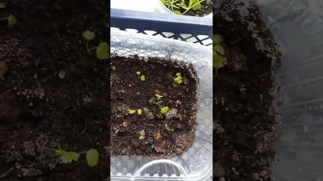 Обзор рассады на 1апреля смотреть онлайн