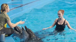 Девушка плавает с дельфинами в бассейне.