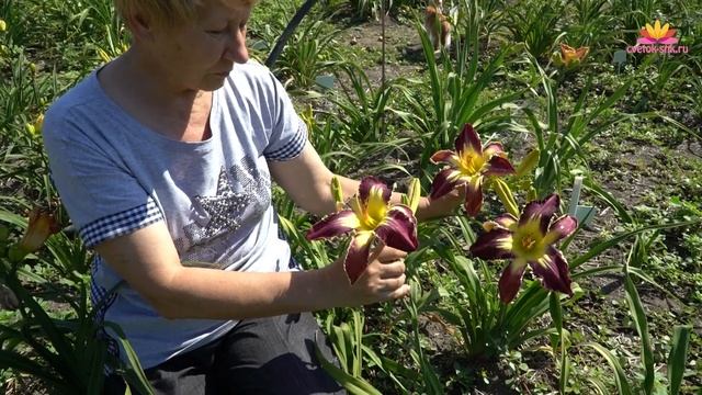 Лилейник Fins To The Left. Июнь 2018 смотреть онлайн