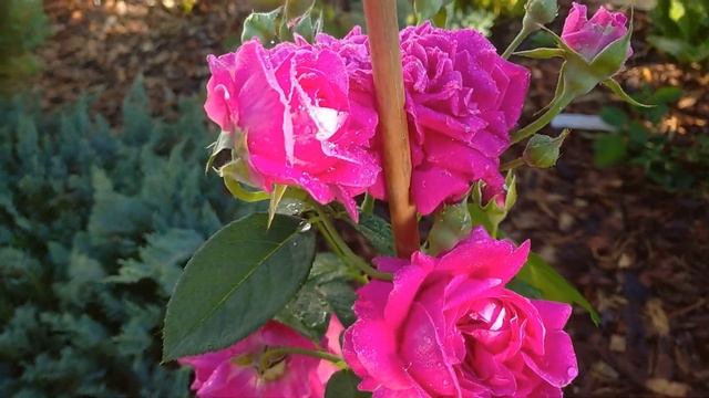 Цветение английской розочки - первогодочки Вильям Шекспир (William Shakespeare)??? смотреть онлайн