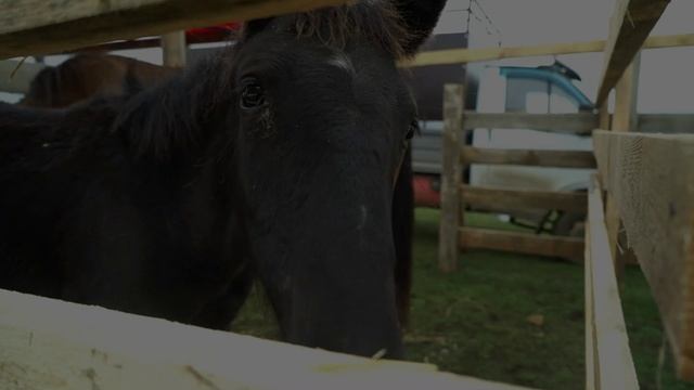 Cельхоз ярмарка на 90 летие района смотреть онлайн