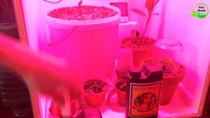 Виноград Атос под fito led 100w в гроубокс. №5