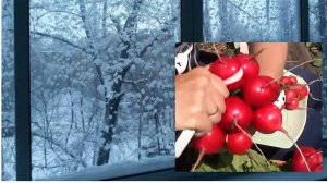 Зимняя забава - редиска на подоконнике. Вырастет обязательно! Посадите ее именно так!