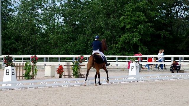 Леонардо Дебют Лошадь продается смотреть онлайн