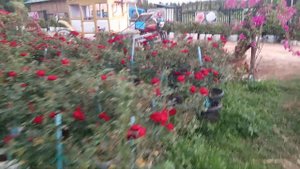 Royal Rose Park