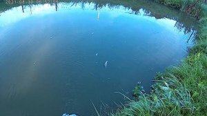 Разведение рыбы в пруду рыба начела курить.