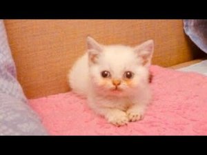 Женщина купила котёнка по объявлению на авито, но уже дома поняла, что с ним что-то то не так