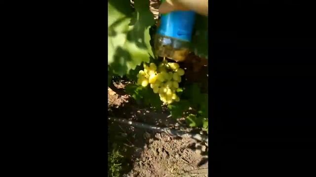 Как сделать ловушку для ос. смотреть онлайн