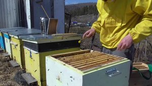 Улей Нижегородец. Первый осмотр семей. Подставки под улья.