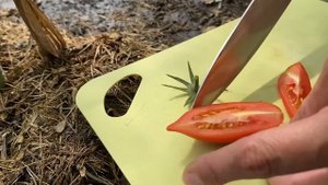 Пробуем на вкус томаты. Сорт Красавчик или Дамские пальчики