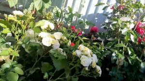 Подмосковье .РОЗЫ в росе ! НАВАЛИС  сразил наповал !