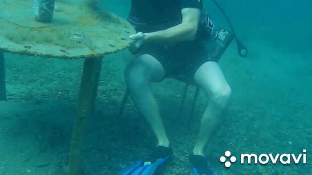 Дайвинг Большой утришь