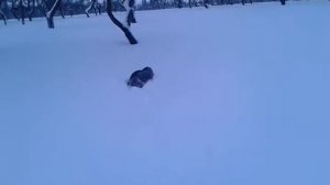 Русский спаниель охотится на палочки в парке