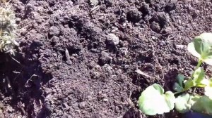 ВИОЛА ИЛИ АНЮТИНЫ ГЛАЗКИ ВЫСАЖИВАЮ НА ПМЖ.ПЕРВЫЕ ПОСАДКИ РАССАДЫ В ОТКРЫТЫЙ ГРУНТ.