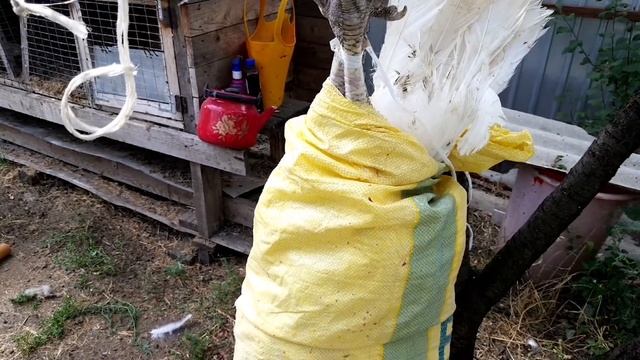 Индюк Биг-6. Вес до забоя и после. смотреть онлайн