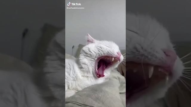 топ 20 видео с кошкой софой
