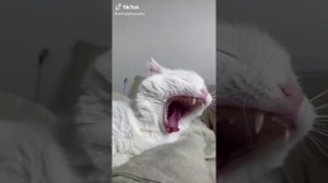 топ 20 видео с кошкой софой