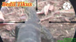 Berburu 12 : King Doom Shotgun...PEST CONTROL Hama Biawak (Belakang Pabrik) - Poin 2 Ekor