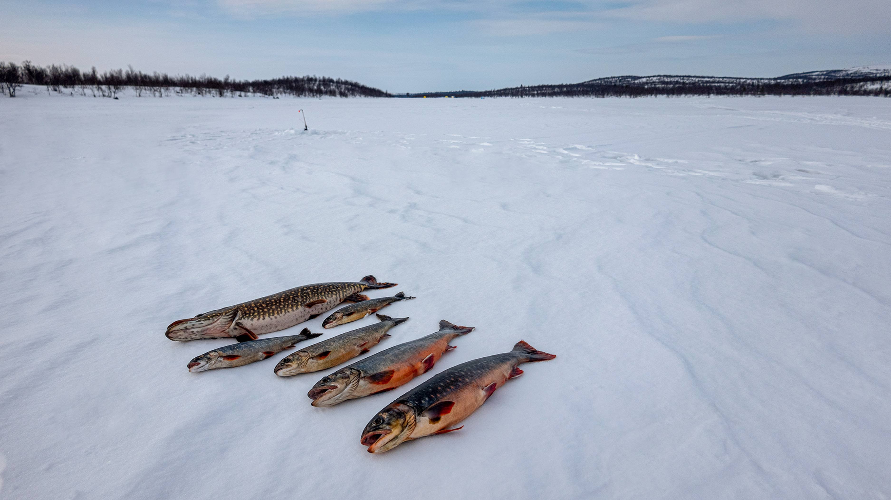 За кумжей и гольцом на Кольский