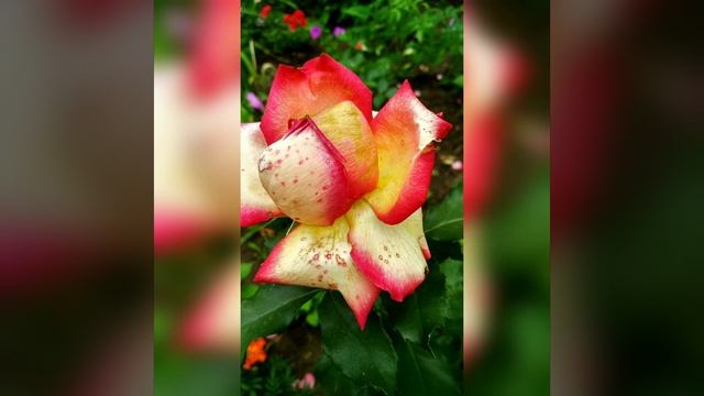 КАК ПРЕКРАСЕН ЭТОТ МИР. смотреть онлайн