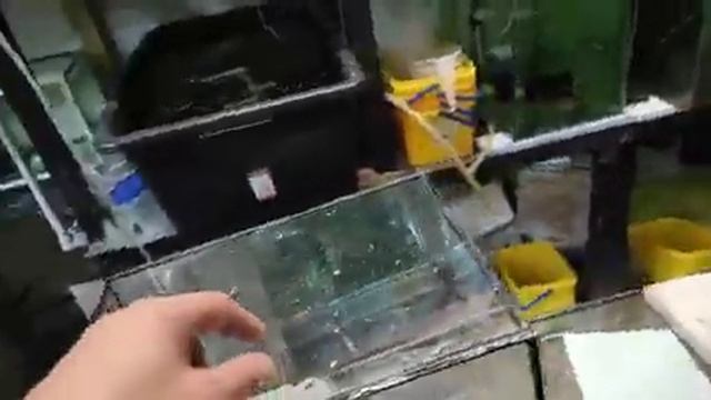 Умывальник на разводне, 7 пар с нереста и 14 пар на нерест... смотреть онлайн