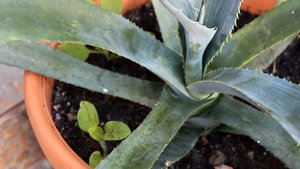 Агава. [Надежда и мир]