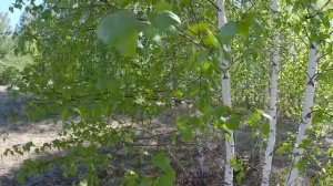 Азовский немецкий национальный район Омской области (середина мая)_The Azov German National District