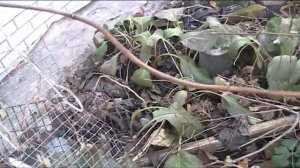 жимолость как узнать какой кустарник у вас вырос