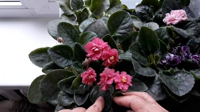 Ращу фиалки почти в природных условиях! На кочках и мхе. смотреть онлайн