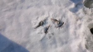 Рыбалка по Последнему ЛЬДУ! Белоярское водохранилище! Ловля окуня и плотвы на мормышку