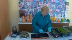 Как пикировать рассаду львиного зева правильно. Пикировка львиный зев.