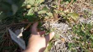 Ежевика Полар, Прайм Арк Тревелер, Вождь Джозеф и Осейж