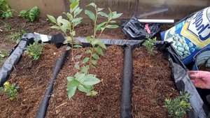 какие условия необходимо создать, чтобы совмещать посадку голубики и брусники