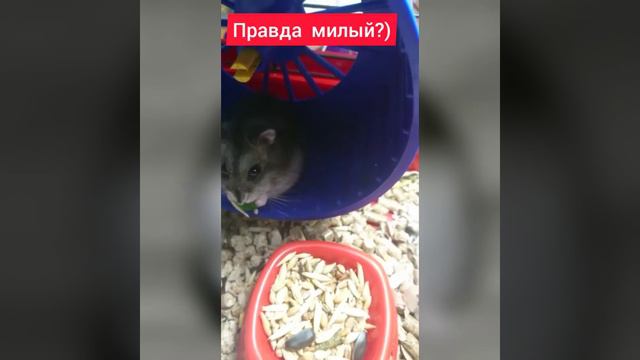 Хомяк кушает брокколи 🐹😁 смотреть онлайн