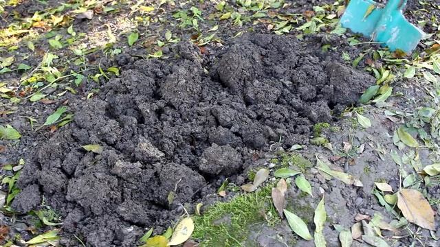 Сажаем шафран (крокус) / Planting saffron смотреть онлайн