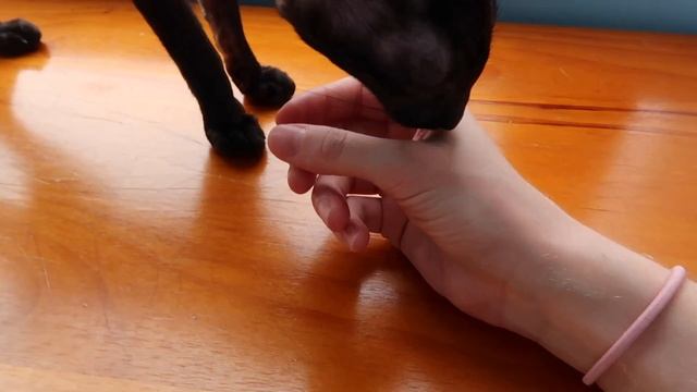Кафе с Кошками в Шанхае *must see*
