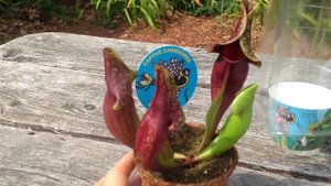 Растение - Хищник " Саррацения"
