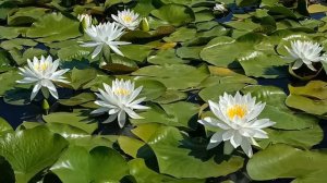 Питомник водных растений