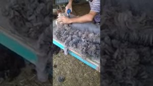 Машинка для стрижки овец Таскум