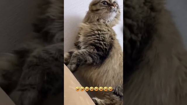 Какой красавчик это тигр. #shorts #dog #cat #animals #video #smile