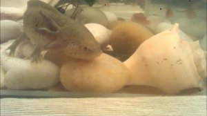 Аксолотль Кузя охотится за живой рыбой (мобильный)