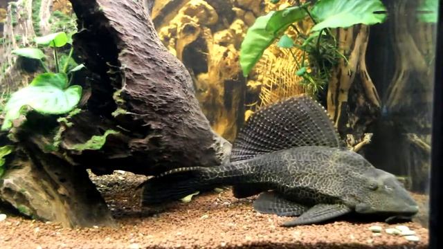 Птеригоплихт парчовый (Glyptoperichthys gibbiceps) смотреть онлайн