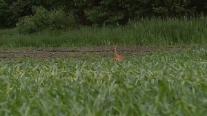 манок на косулю. буталло. республика Беларусь ., июнь