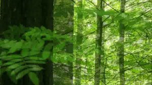 Парк в Сосновой Поляне