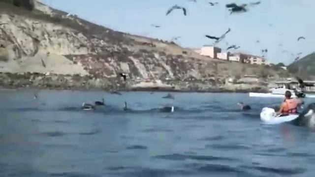 21 невероятное видео снятое на рыбалке! Медведь на рыбалке смотреть онлайн