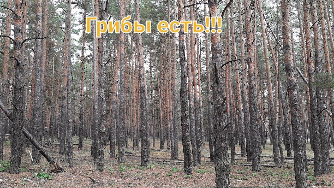 НАРЕЗАЛ ПОСЛЕ ПРИЕЗЖИХ!!! ТИХАЯ ОХОТА # 5!!! смотреть онлайн