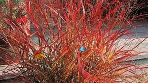 Просо прутьевидное Рехбраун (panicum virgatum) ? Рехбраун обзор: как сажать, рассада проса Рехбраун