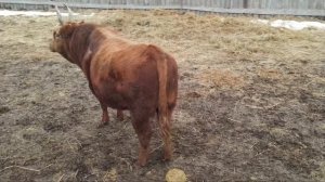 Калмыкия Самые большие быки