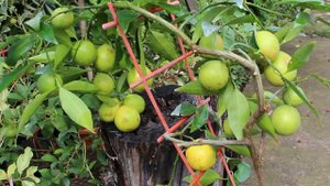 Оранжекват Ниппон