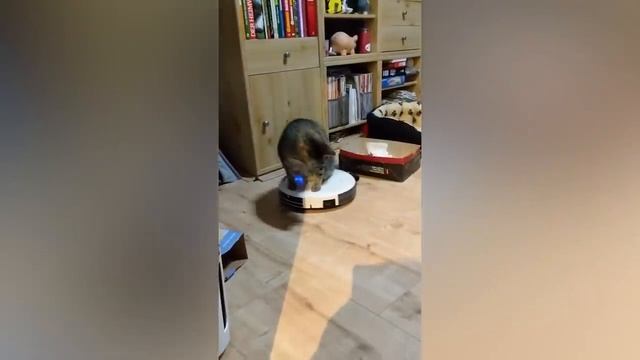 Нереально смешные ролики про животных!!! Смешно до слез